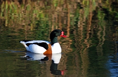 David Plant Photography - Wildlife Photographer - Shelduck - C